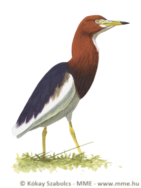 ardbac