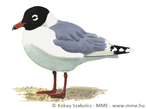 larpip