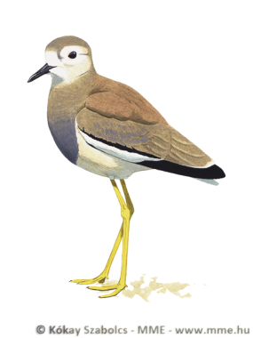 vanleu
